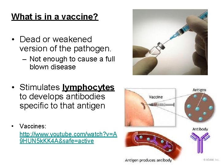 What is in a vaccine? • Dead or weakened version of the pathogen. – What is in a vaccine? • Dead or weakened version of the pathogen. –