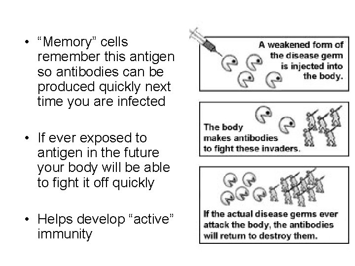 • “Memory” cells remember this antigen so antibodies can be produced quickly next • “Memory” cells remember this antigen so antibodies can be produced quickly next