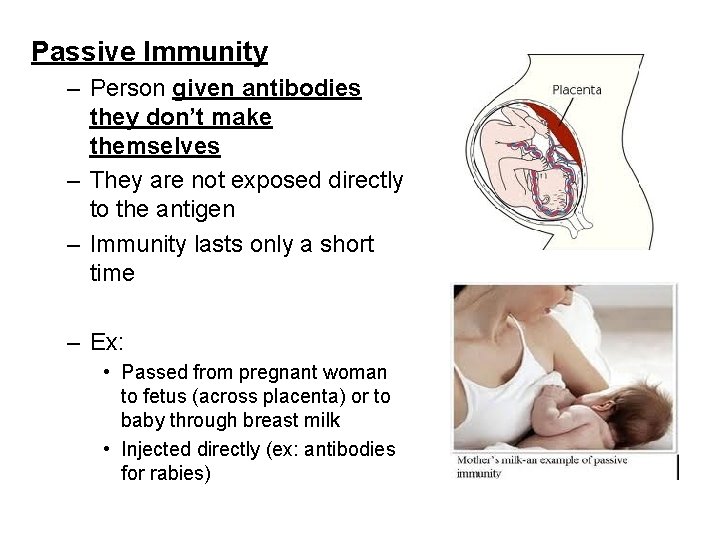 Passive Immunity – Person given antibodies they don’t make themselves – They are not Passive Immunity – Person given antibodies they don’t make themselves – They are not