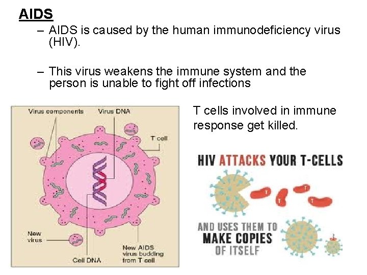 AIDS – AIDS is caused by the human immunodeficiency virus (HIV). – This virus AIDS – AIDS is caused by the human immunodeficiency virus (HIV). – This virus