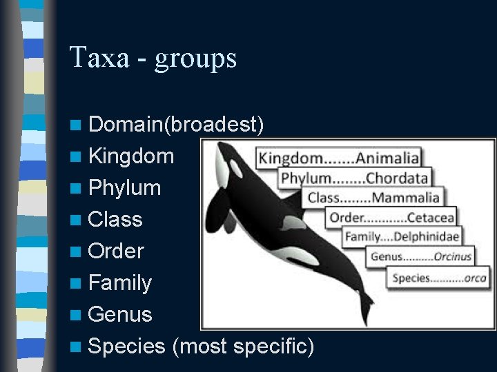 Taxa - groups n Domain(broadest) n Kingdom n Phylum n Class n Order n