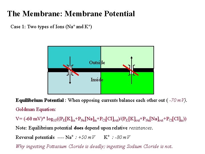 The Membrane: Membrane Potential Case 1: Two types of Ions (Na+ and K+) Outside