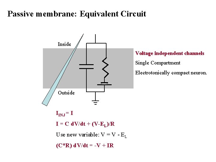 Passive membrane: Equivalent Circuit Inside Voltage independent channels Single Compartment Electrotonically compact neuron. Outside