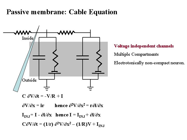 Passive membrane: Cable Equation Inside Voltage independent channels Multiple Compartments Electrotonically non-compact neuron. Outside