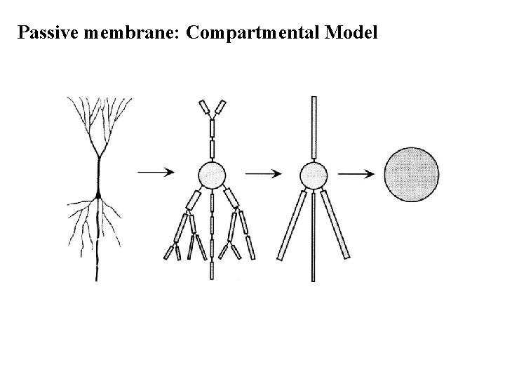 Passive membrane: Compartmental Model 