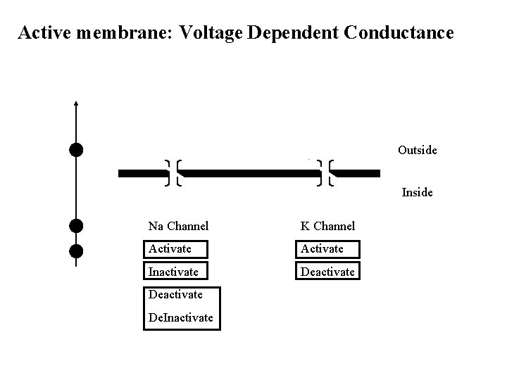 Active membrane: Voltage Dependent Conductance Outside Inside Na Channel K Channel Activate Inactivate Deactivate