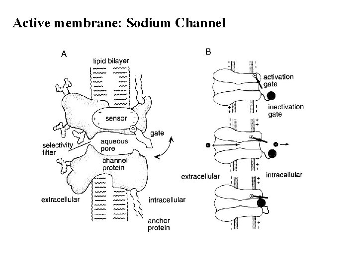 Active membrane: Sodium Channel 