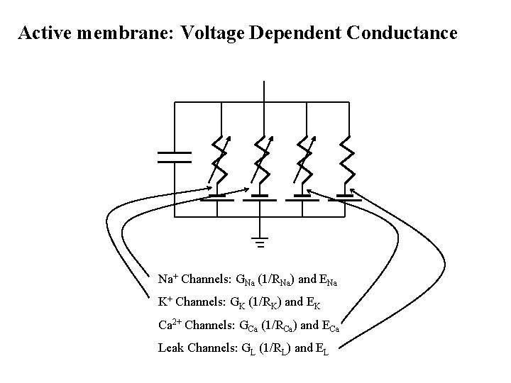 Active membrane: Voltage Dependent Conductance Na+ Channels: GNa (1/RNa) and ENa K+ Channels: GK