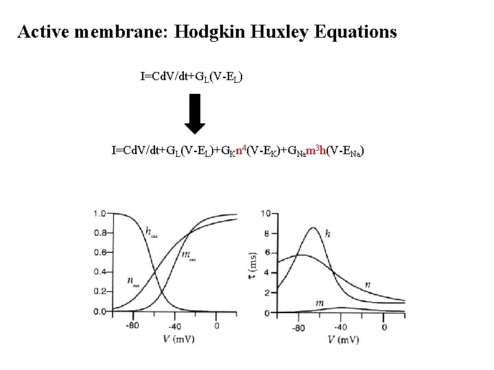 Active membrane: Hodgkin Huxley Equations I=Cd. V/dt+GL(V-EL)+GKn 4(V-EK)+GNam 3 h(V-ENa) 