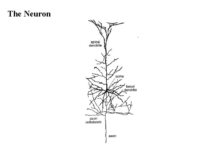 The Neuron 