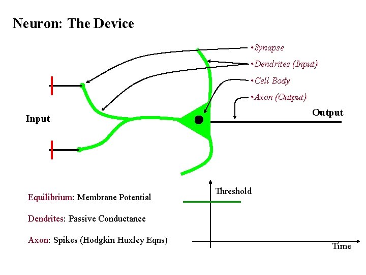 Neuron: The Device • Synapse • Dendrites (Input) • Cell Body • Axon (Output)