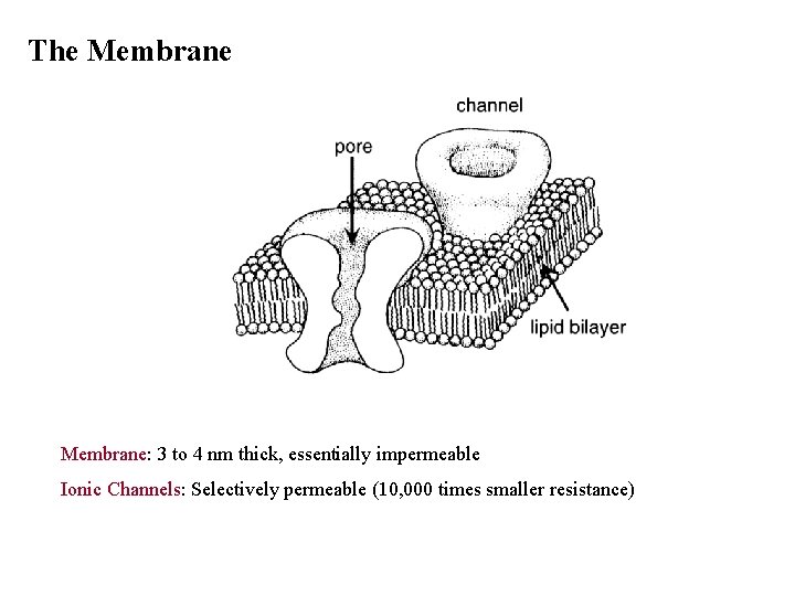 The Membrane: 3 to 4 nm thick, essentially impermeable Ionic Channels: Selectively permeable (10,