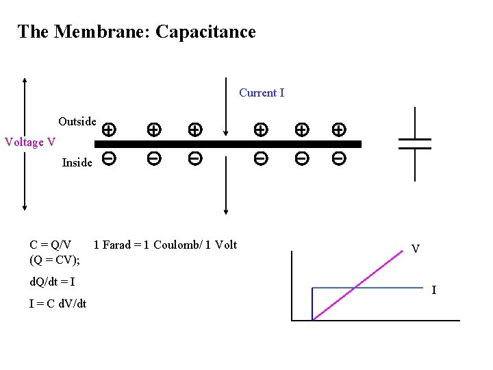 The Membrane: Capacitance Current I Outside Voltage V Inside C = Q/V (Q =