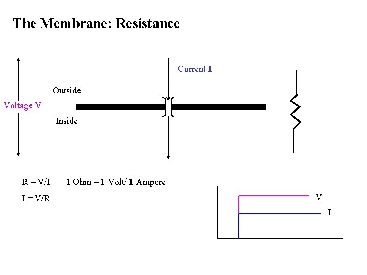 The Membrane: Resistance Current I Outside Voltage V Inside R = V/I I =
