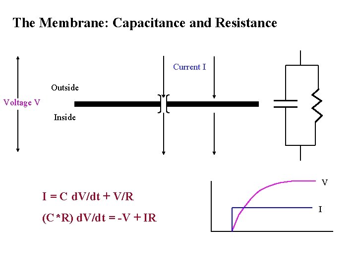 The Membrane: Capacitance and Resistance Current I Outside Voltage V Inside V I =