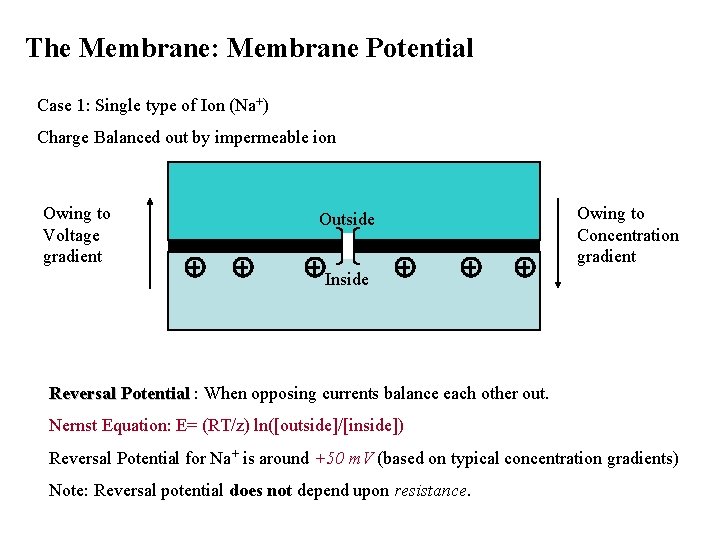 The Membrane: Membrane Potential Case 1: Single type of Ion (Na+) Charge Balanced out