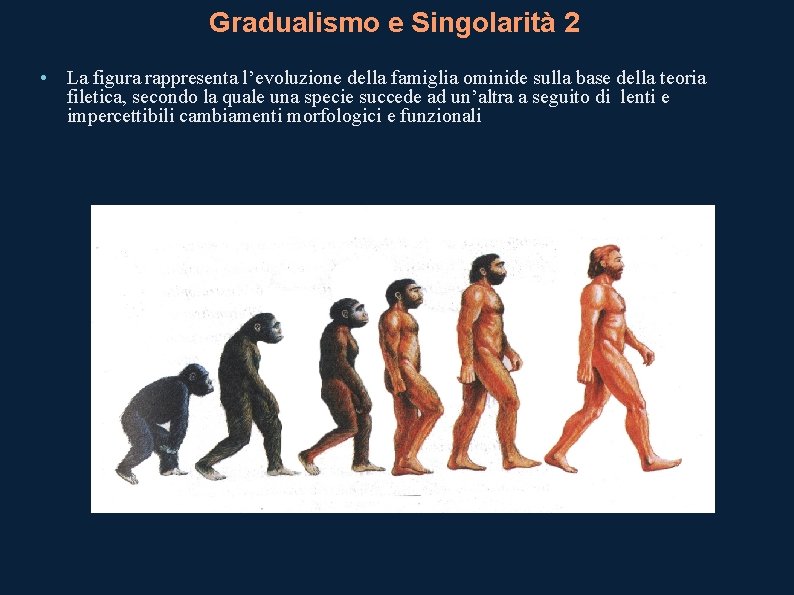 Gradualismo e Singolarità 2 • La figura rappresenta l’evoluzione della famiglia ominide sulla base