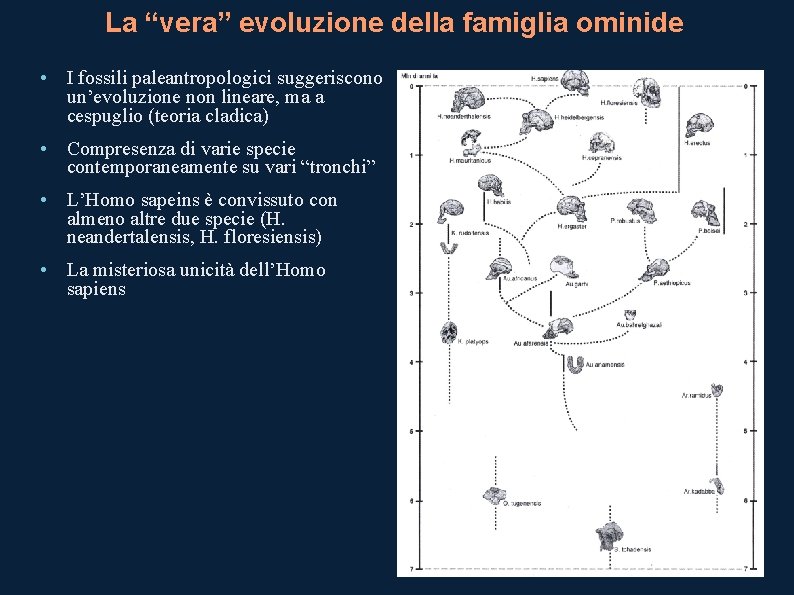 La “vera” evoluzione della famiglia ominide • I fossili paleantropologici suggeriscono un’evoluzione non lineare,