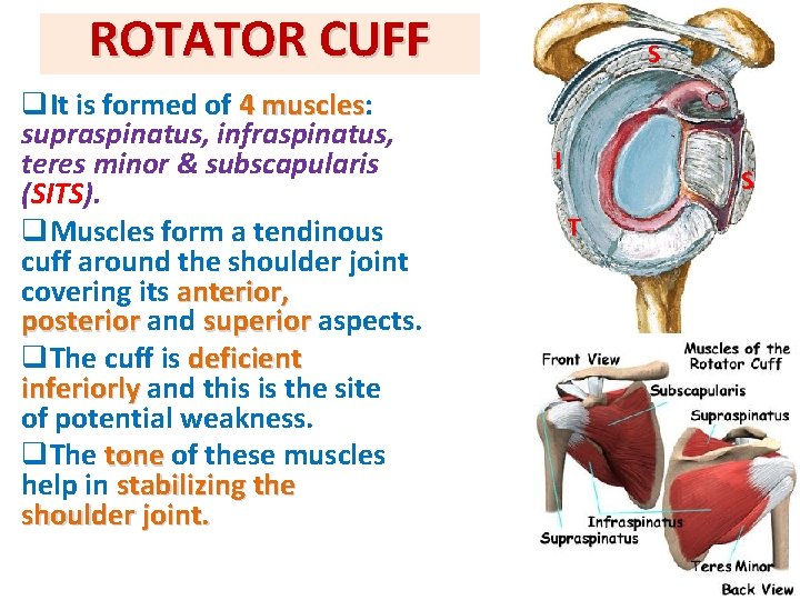 ROTATOR CUFF q. It is formed of 4 muscles: muscles supraspinatus, infraspinatus, teres minor ROTATOR CUFF q. It is formed of 4 muscles: muscles supraspinatus, infraspinatus, teres minor