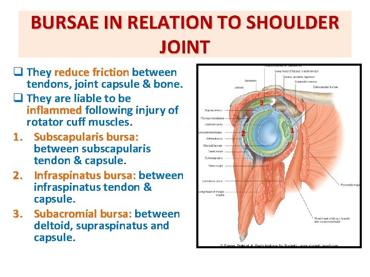 BURSAE IN RELATION TO SHOULDER JOINT q They reduce friction between tendons, joint capsule BURSAE IN RELATION TO SHOULDER JOINT q They reduce friction between tendons, joint capsule