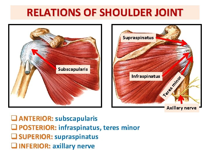 RELATIONS OF SHOULDER JOINT Supraspinatus Subscapularis Te re sm ino r Infraspinatus Axillary nerve