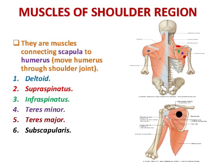 MUSCLES OF SHOULDER REGION q They are muscles connecting scapula to humerus (move humerus