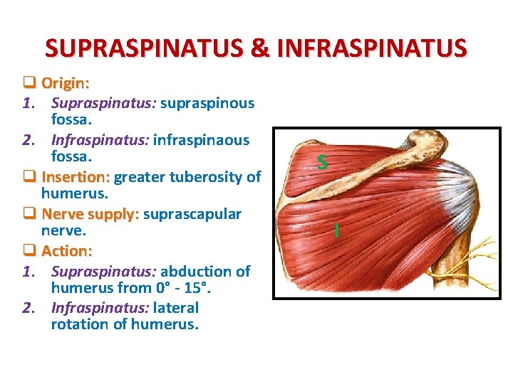 SUPRASPINATUS & INFRASPINATUS q Origin: 1. Supraspinatus: supraspinous fossa. 2. Infraspinatus: infraspinaous fossa. q