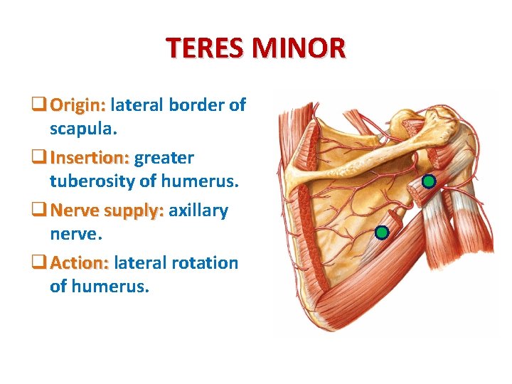 TERES MINOR q Origin: lateral border of scapula. q Insertion: greater tuberosity of humerus.