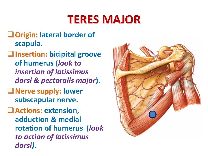 TERES MAJOR q Origin: lateral border of scapula. q Insertion: bicipital groove of humerus