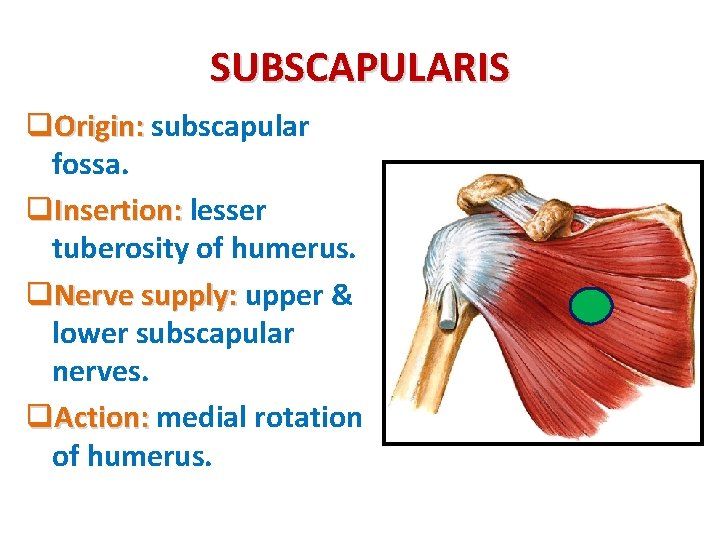 SUBSCAPULARIS q. Origin: subscapular fossa. q. Insertion: lesser tuberosity of humerus. q. Nerve supply: