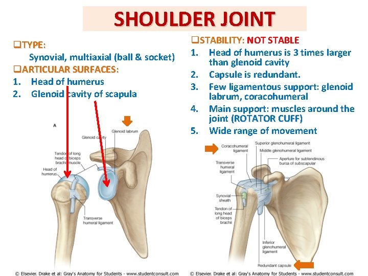 SHOULDER JOINT q. TYPE: Synovial, multiaxial (ball & socket) q. ARTICULAR SURFACES: 1. Head SHOULDER JOINT q. TYPE: Synovial, multiaxial (ball & socket) q. ARTICULAR SURFACES: 1. Head