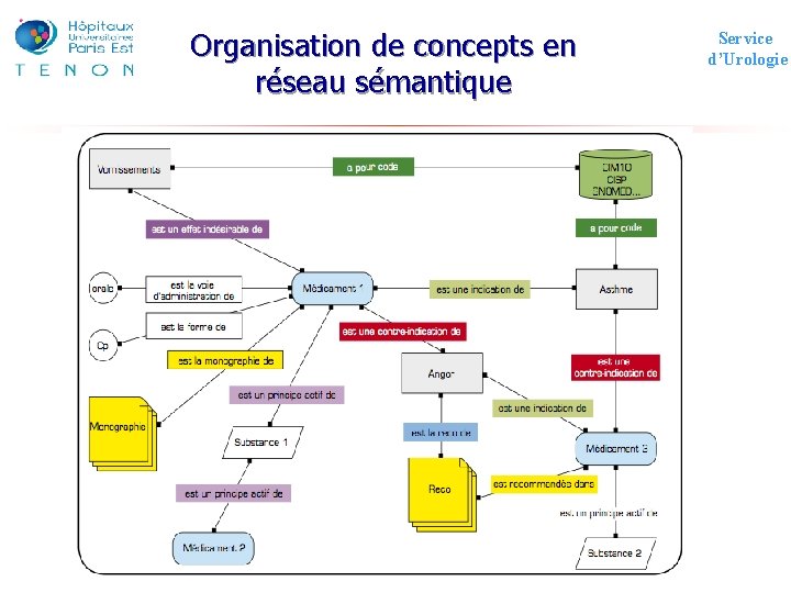 Organisation de concepts en réseau sémantique Service d’Urologie 