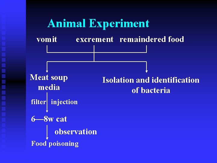 Animal Experiment vomit excrement remaindered food Meat soup media filter injection 6— 8 w