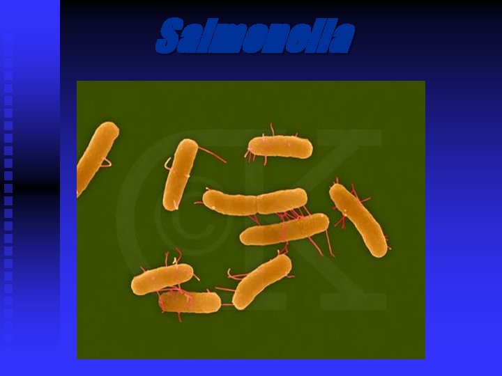 Salmonella 
