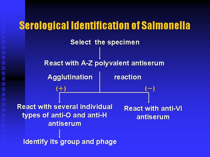 Serological Identification of Salmonella Select the specimen React with A-Z polyvalent antiserum Agglutination reaction