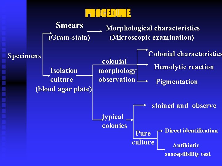 PROCEDURE Smears (Gram-stain) Specimens Isolation culture (blood agar plate) Morphological characteristics (Microscopic examination) colonial