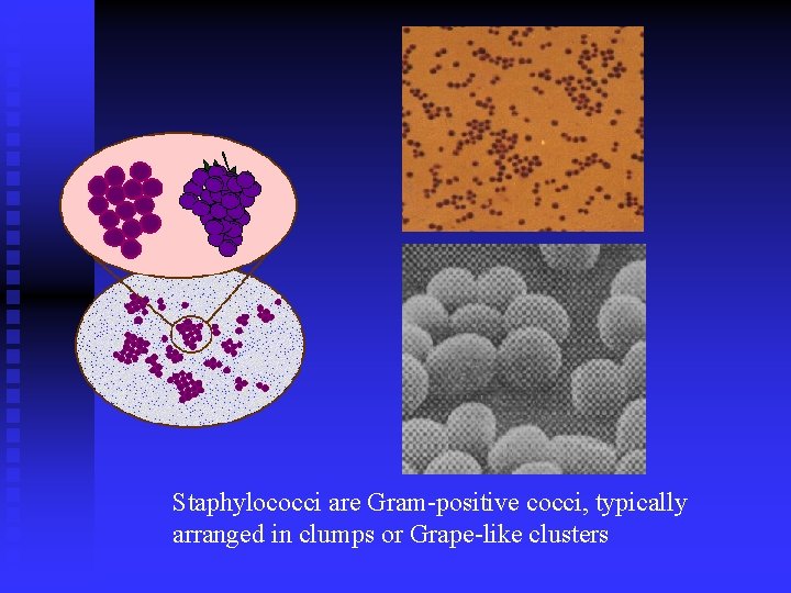 Staphylococci are Gram-positive cocci, typically arranged in clumps or Grape-like clusters 