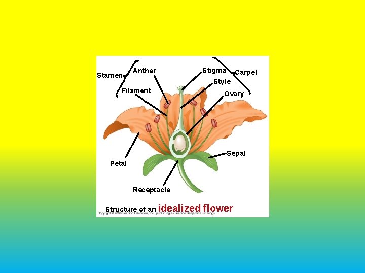 Chapter 38 Angiosperm Reproduction and Biotechnology Overview Angiosperm