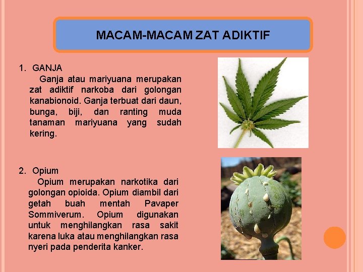 MACAM-MACAM ZAT ADIKTIF 1. GANJA Ganja atau mariyuana merupakan zat adiktif narkoba dari golongan