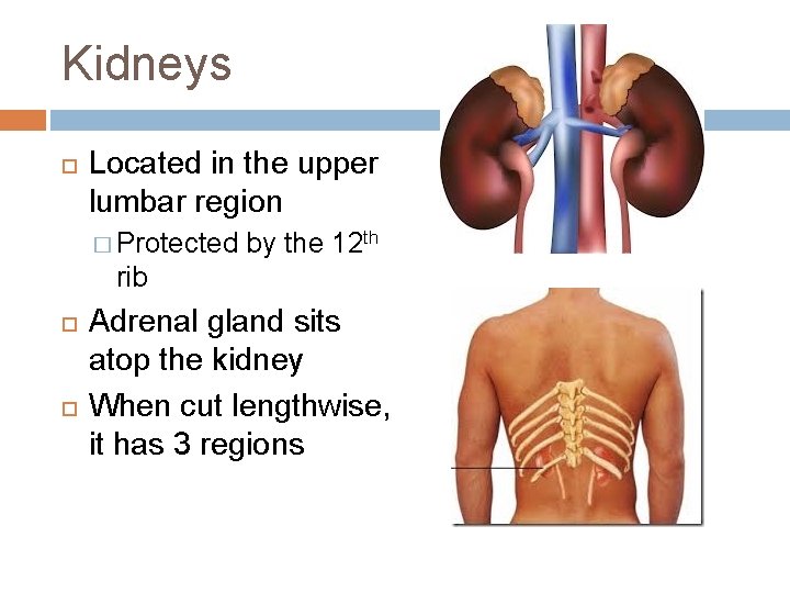 THE EXCRETORY SYSTEM Excretory System Some call it