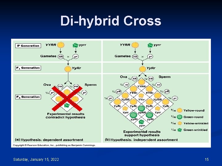 Di-hybrid Cross Saturday, January 15, 2022 15 
