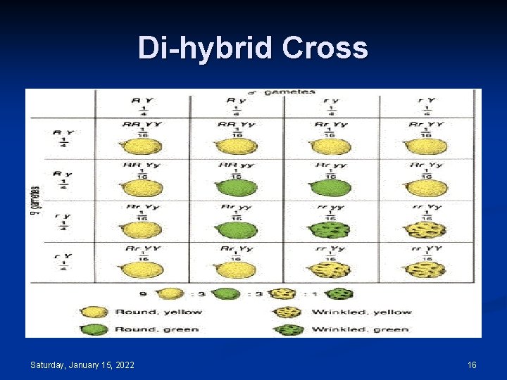 Di-hybrid Cross Saturday, January 15, 2022 16 
