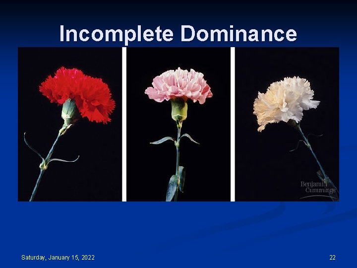 Incomplete Dominance Saturday, January 15, 2022 22 