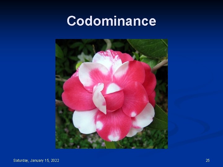 Codominance Saturday, January 15, 2022 25 
