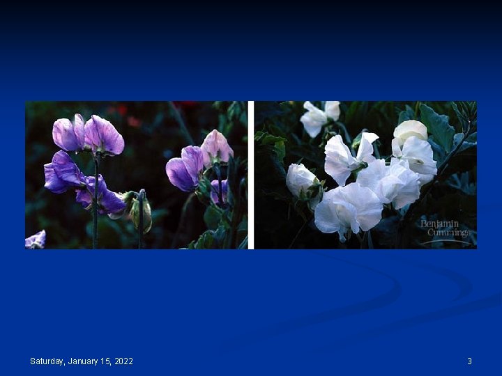 Saturday, January 15, 2022 3 