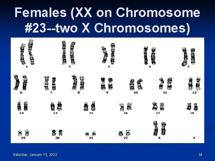 Females (XX on Chromosome #23 --two X Chromosomes) Saturday, January 15, 2022 34 