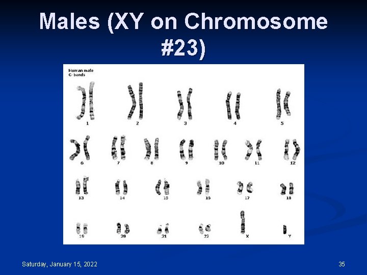 Males (XY on Chromosome #23) Saturday, January 15, 2022 35 