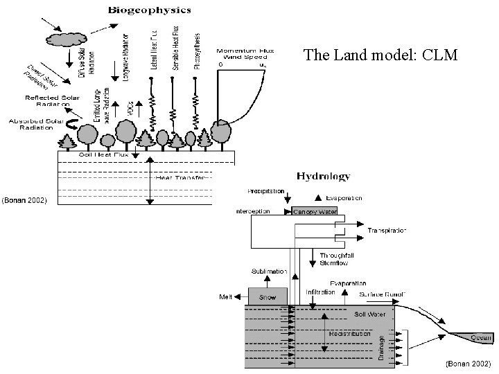 The Land model: CLM The Land model: CLM