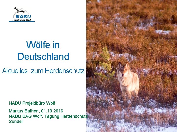 Wölfe in Deutschland Aktuelles zum Herdenschutz NABU Projektbüro Wolf Markus Bathen, 01. 10. 2016