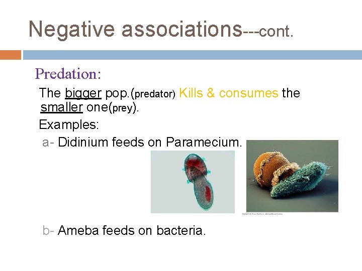 Negative associations---cont. Predation: The bigger pop. (predator) Kills & consumes the smaller one(prey). Examples: